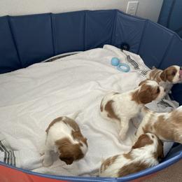 Cavalier King Charles Spaniel Puppies from Cavalier Castle
