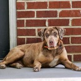 Sassy - Catahoula Leopard Dog