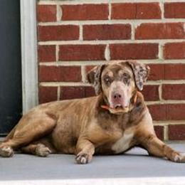 Sassy - Catahoula Leopard Dog