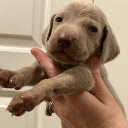 Weimaraner Puppies from Alpha Weims by The Mattas Kennel