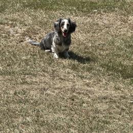 Enzo - Dachshund