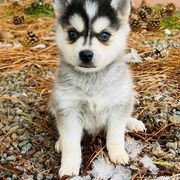 Alaskan Klee Kai and Pomsky Puppies from Icelandic Thunder