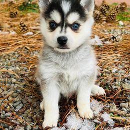 Alaskan Klee Kai and Pomsky Puppies from Icelandic Thunder