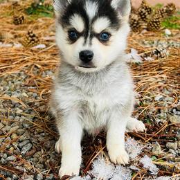Alaskan Klee Kai and Pomsky Puppies from Icelandic Thunder