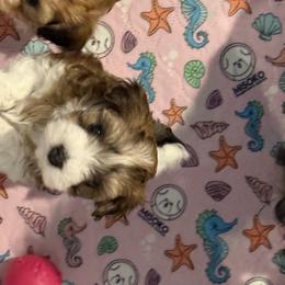 Boy 3 - Red sable male Havanese puppy in Deer Island, Oregon from Andorra