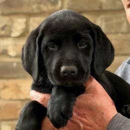 Purple collar - Black female Labrador Retriever puppy in Quinlan, Texas from Wright Way Retrievers