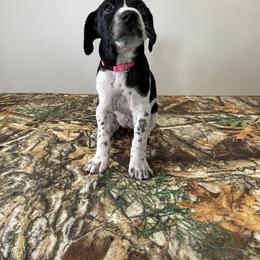 German Shorthaired Pointer Puppies from Jessica Johnson