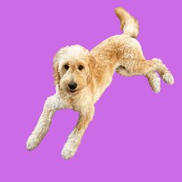 Winnie - Goldendoodle