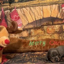 Akc - Blue and tan male Dachshund puppy in Erie, Michigan from Champagne’s Grinch Toe’d Dachshunds