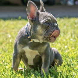 French Bulldogs from Cozzyfrenchie