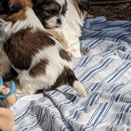 Shih Tzu Puppies from We Shih Tzu Not!