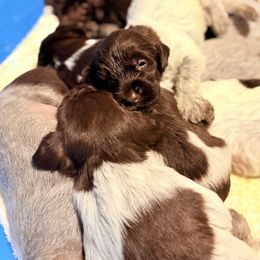 Bertie - Brown and gray female Wirehaired Pointing Griffon puppy in Shelbyville, Texas from AndersonK9Kennels Bayou Beards