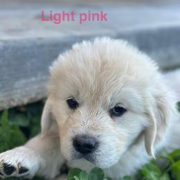 Girl 4 - Light golden female Golden Retriever puppy in Orland, California from Brownfield’s English Cream Golden Retrievers