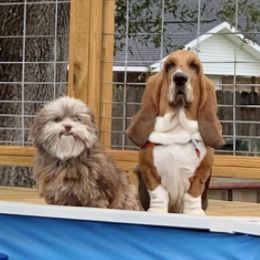 Basset Hounds from Heel of The Boot Hounds