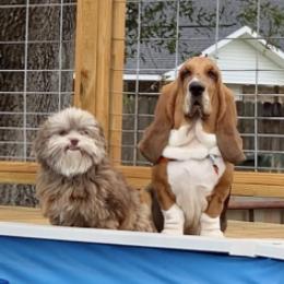 Basset Hounds from Heel of The Boot Hounds