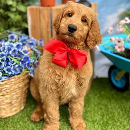 Wimberly's Red Boy - Apricot male Goldendoodle puppy in Kountze, Texas from Texas Doodles LLC