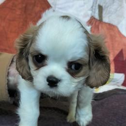 Obi-Wan - Blenheim male Cavalier King Charles Spaniel puppy in Franklin, North Carolina from Cavaliers of the County Macon