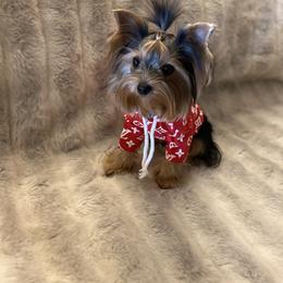 Yorkshire Terrier All Grown Up from Akc Quality Yorkies