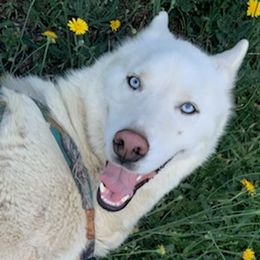 Siberian Huskies from Flores-Martin Ministries