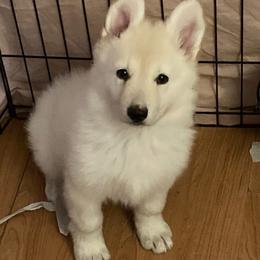 Girl 1 - White female German Shepherd puppy in Dunnellon, Florida from Wolves Den Ranch
