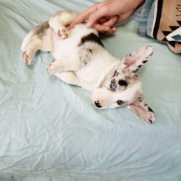 Star - Blue merle and white female Cardigan Welsh Corgi puppy in Myton, Utah from Cardigan Corgi Cuties 💓