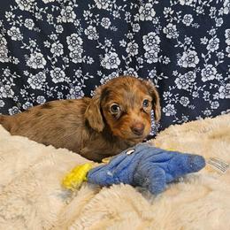 Ghost - Dapple male Dachshund puppy in Anderson, California from Plum Fields Dachshunds