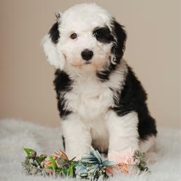 Hyacinth Bridgerton - Black and white female Sheepadoodle puppy in Edmond, Oklahoma from Rock N Roll Doodles