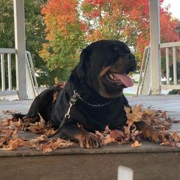 Vico  - Rottweiler