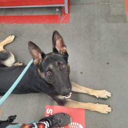 German Shepherd All Grown Up from Rust N Dust Kennels