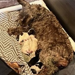 Miniature Schnauzer Puppies from Hume Family Mini Schnauzers