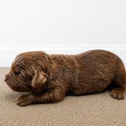 Henry - Brown male Newfoundland puppy in Bernville, Pennsylvania from Mufasa's Pride (Newfoundland breeder)