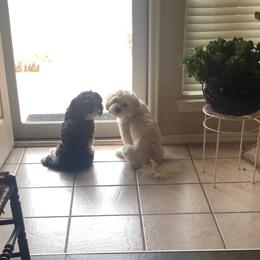 Lhasa Apso Puppies from Cynthia's Lhasa Apsos