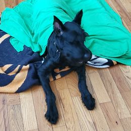 OG - Giant Schnauzer