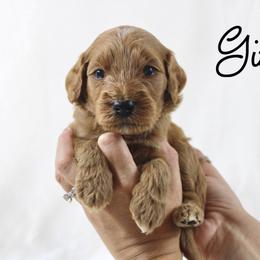 Gin - Red  male Goldendoodle puppy in Casa Grande, Arizona from AzDoodle Dandies