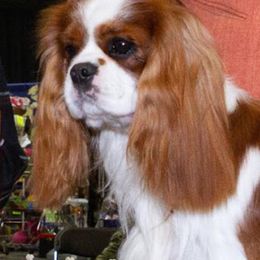Cavalier King Charles Spaniel All Grown Up from Mentmore Spaniels