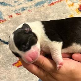 Annie Oakley - Black and white female Cardigan Welsh Corgi puppy in Lebanon, Pennsylvania from Long Acre Farm