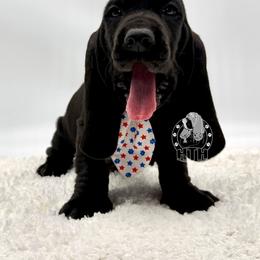Sage - Black and white male Basset Hound puppy in Dingess, West Virginia from Tuckers' Howling Hounds