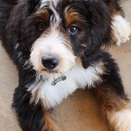 Bernedoodle Puppies from Palo Cedro Bernedoodle
