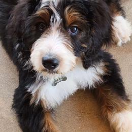 Bernedoodle Puppies from Palo Cedro Bernedoodle