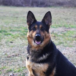 Grimm - German Shepherd