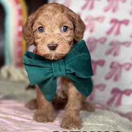Sienna - Red female Australian Labradoodle puppy in Decatur, Alabama from Southern Meadows Doodles
