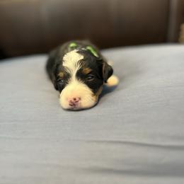 Green - Tri-color male Bernedoodle puppy in Casper, Wyoming from 307 Doodles