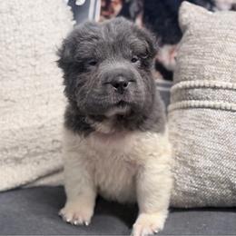 Blaire - Blue dilute female Chinese Shar-Pei puppy in Lehigh Acres, Florida from Florida Wrinkles