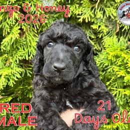 Red - Blue male Poodle puppy in Tullahoma, Tennessee from Urban Hero Poodles