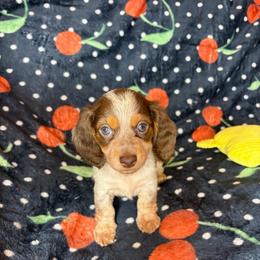 Angelica - Piebald female Dachshund puppy in Lake City, Florida from My Ditzy Doxies of Florida