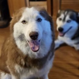 Siberian Huskies from Pope Family Farm