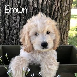 Goldendoodle Puppies from Idyllic Doodles