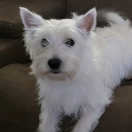 West Highland White Terriers from Calapooia Westies