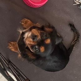 Bella - Cavalier King Charles Spaniel