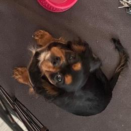 Bella - Cavalier King Charles Spaniel